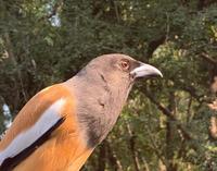 Neugieriger Wanderbaumeisterl im Ranthambhore Nationalpark