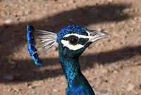Pfau, Ranthambhore Nationalpark