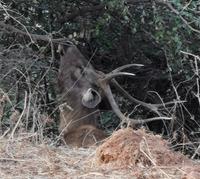 Ein Sambarhirsch knabbert am Baum, Ranthambhore Nationalpark
