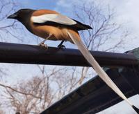 Auch die Vögel begeistern sich für unser Fahrzeug, Ranthambhore Nationalpark