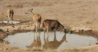 Axishirsche am Wasserloch, Ranthambhore Nationalpark