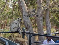 Die Affen kommen zum Jeep