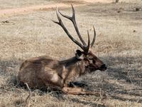 Sambarhirsch, Ranthambhore Nationalpark