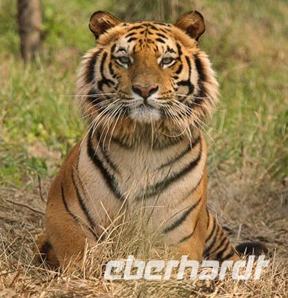 Der Traum eines jeden Indienreisenden, einmal einen Tiger sehen, Ranthambhore Nationalpark