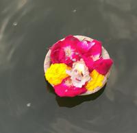 Wir lassen Opferschalen auf den Fluß gleiten, Varanasi