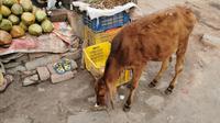 Mittendrin immer wieder Kühe, Varanasi