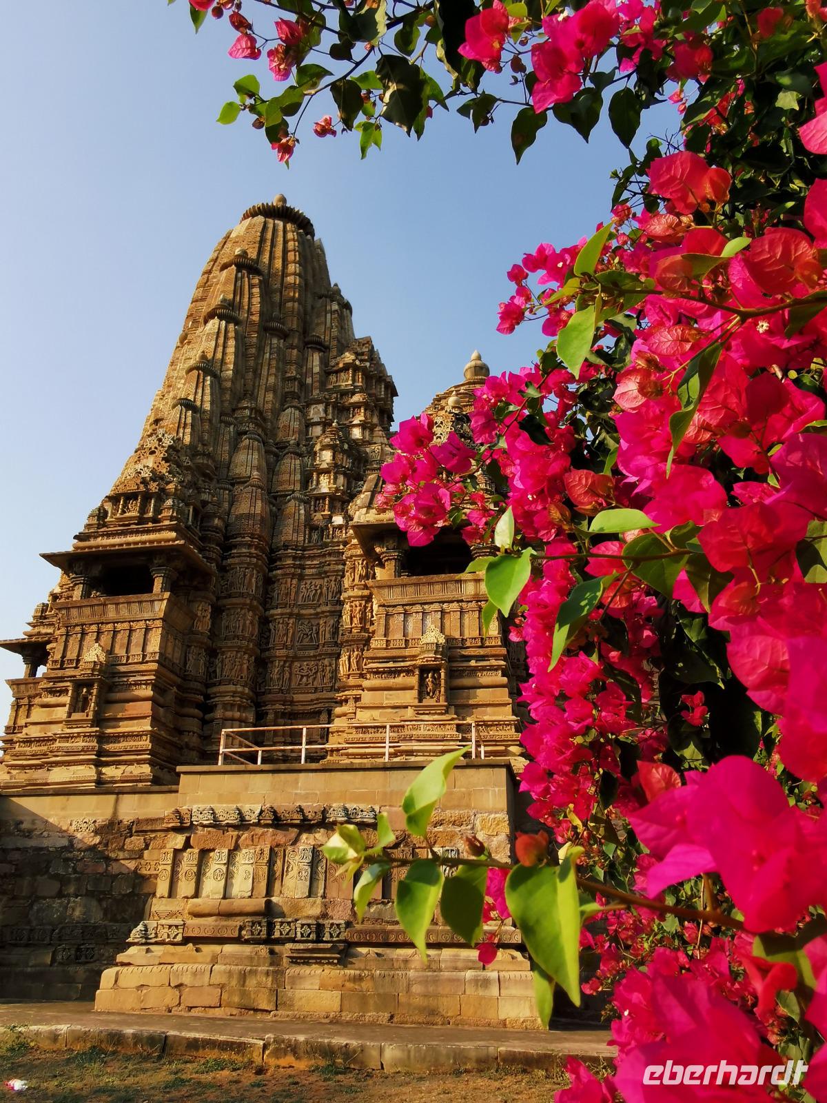 Von Bougainville umwucherter Tempel in Khajuraho