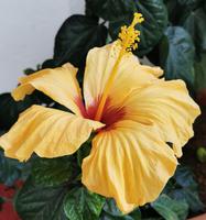 Hibiskusblüte, Khajuraho