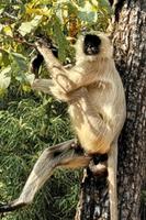 Hanuman Langur, Bandhavghar Nationalpark
