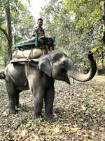 Der Elefant freut sich über unsere restlichen Frühstücksbananen