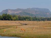 Bandhavgarh Nationalpark, Kulisse wie in Südafrika