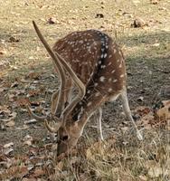 Ein Axishirsch im Bandhavgarh Nationalpark