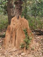 Termitenhügel im Kanha Nationionalpark