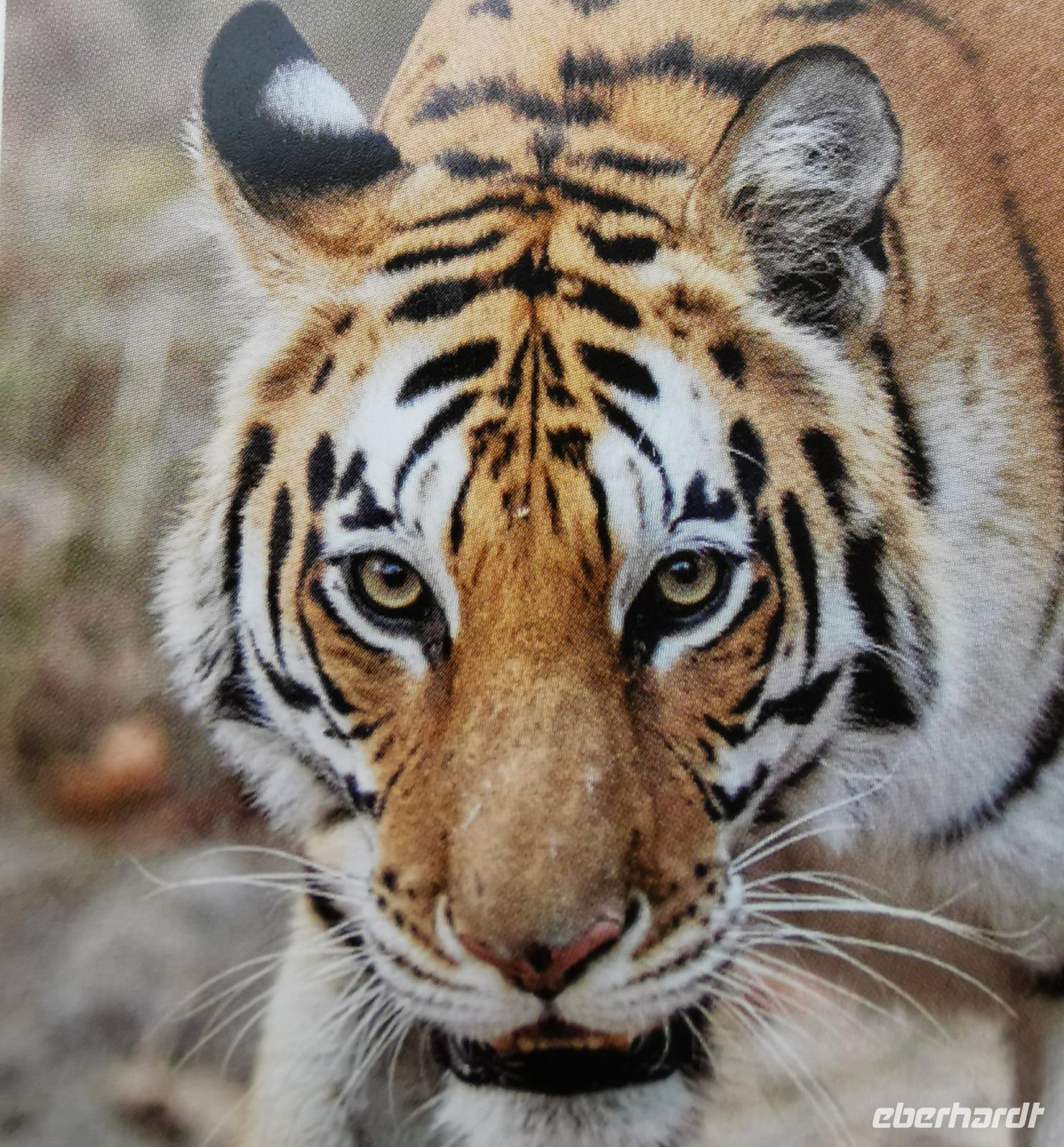 Tigerdame T 32 am Morgen im Kanha Nationalpark 