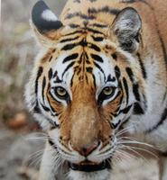 Tigerdame T 32 am Morgen im Kanha Nationalpark 