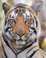 Diese Tigerdame liegt mitten auf dem Weg und beobachtet uns (Foto von Anika G.) Kanha Nationalpark