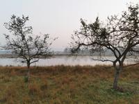 Morgendstimmung im Kanha Nationalpark, Nebelschwaden ziehen übers Gras