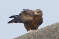 Greifvogel im Bandhavgarh Nationalpark, Foto von Anika 