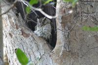 Eule schläft im Astloch, Kanha Nationalpark, Foto von Anika