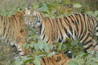 Tigerjugend beim Spielen im Ranthambhore Nationalpark, Foto von Anika