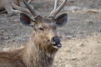 Ein Sambarhirsch beäugt uns, Foto von Anika