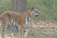 Auch wir werden beobachtet, Tiger im Kanha Nationalpark, Foto von Anika