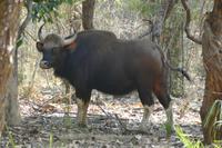 Ein Gaur-Rind im Ranthambhore Nationalpark, Foto von Anika