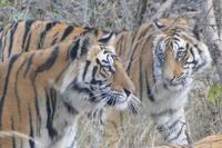 Die Jugend beim Spielen, Bandhavgarh Nationalpark, Foto von Anika