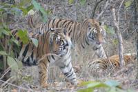 Überall Tiger im Gras, Bandhavgarh-Nationalpark, Foto von Anika
