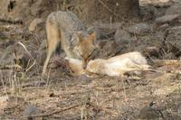 Schakal hat Beute gemacht, Bandhavgarh Nationalpark, Foto von Anika