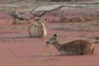 Sambarhirsche stehen im Wasser zur Abkühlung, Bandhavgarh Nationalpark, Foto von Anika