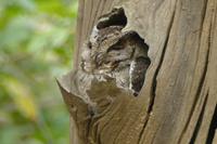 Uhu schläft im Baum, Kanha Nationalpark, Foto von Anika