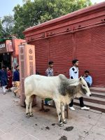 27 Heilige Kuh vor dem Taj Mahal Gelände