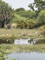 57 Keoladeo-Nationalpark