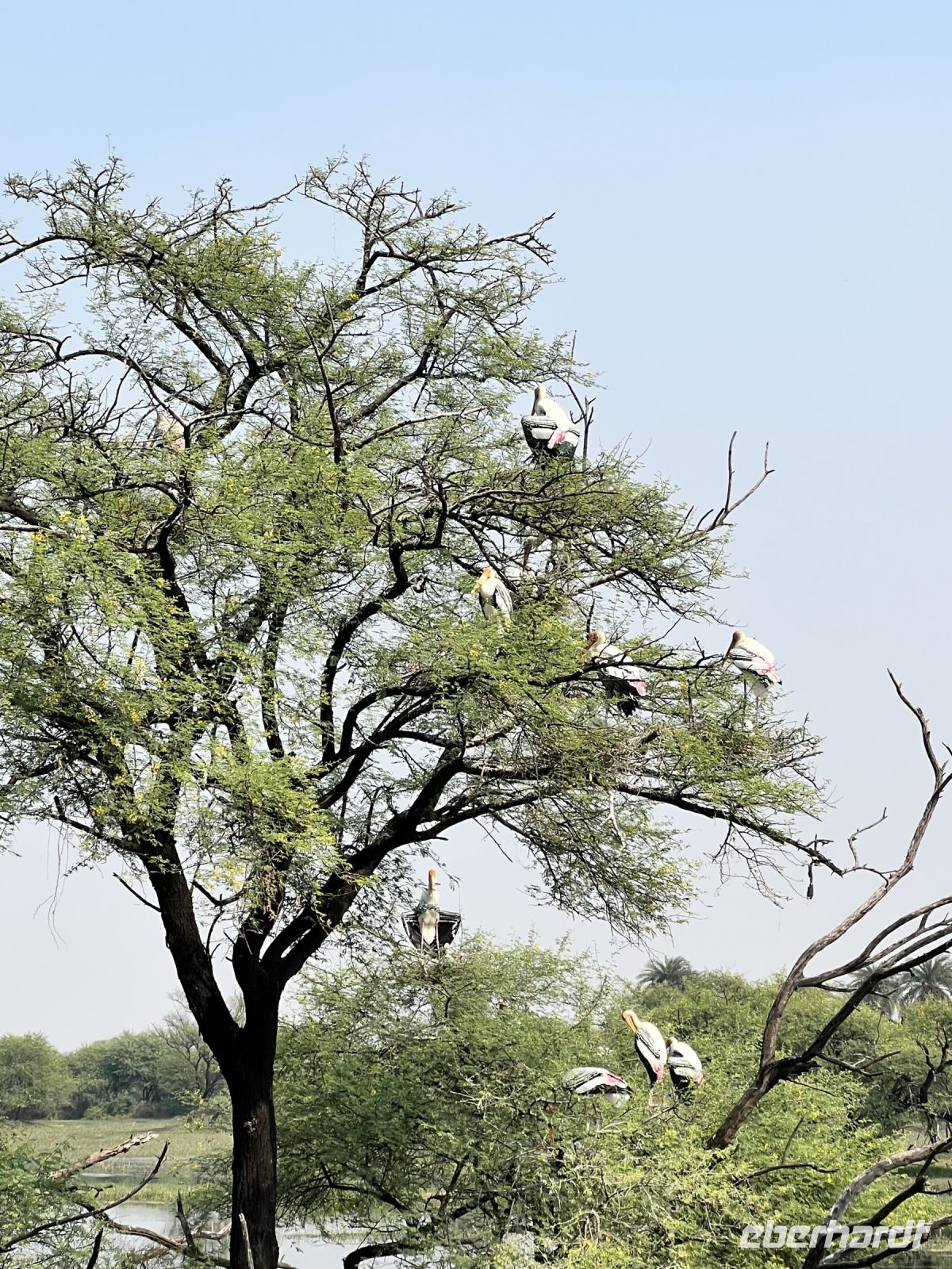 60 Keoladeo-Nationalpark - Störche
