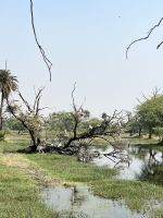 61 Keoladeo-Nationalpark - Störche