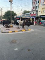 116 Auf den Straßen Indiens - Heilige Kühe