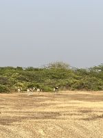 133 Antilopen in freier Wildbahn