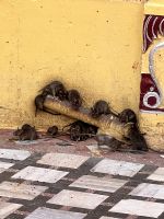 164 Rattentempel Karni Mata