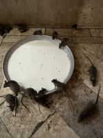 164 Rattentempel Karni Mata