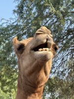 162 Kamelfarm