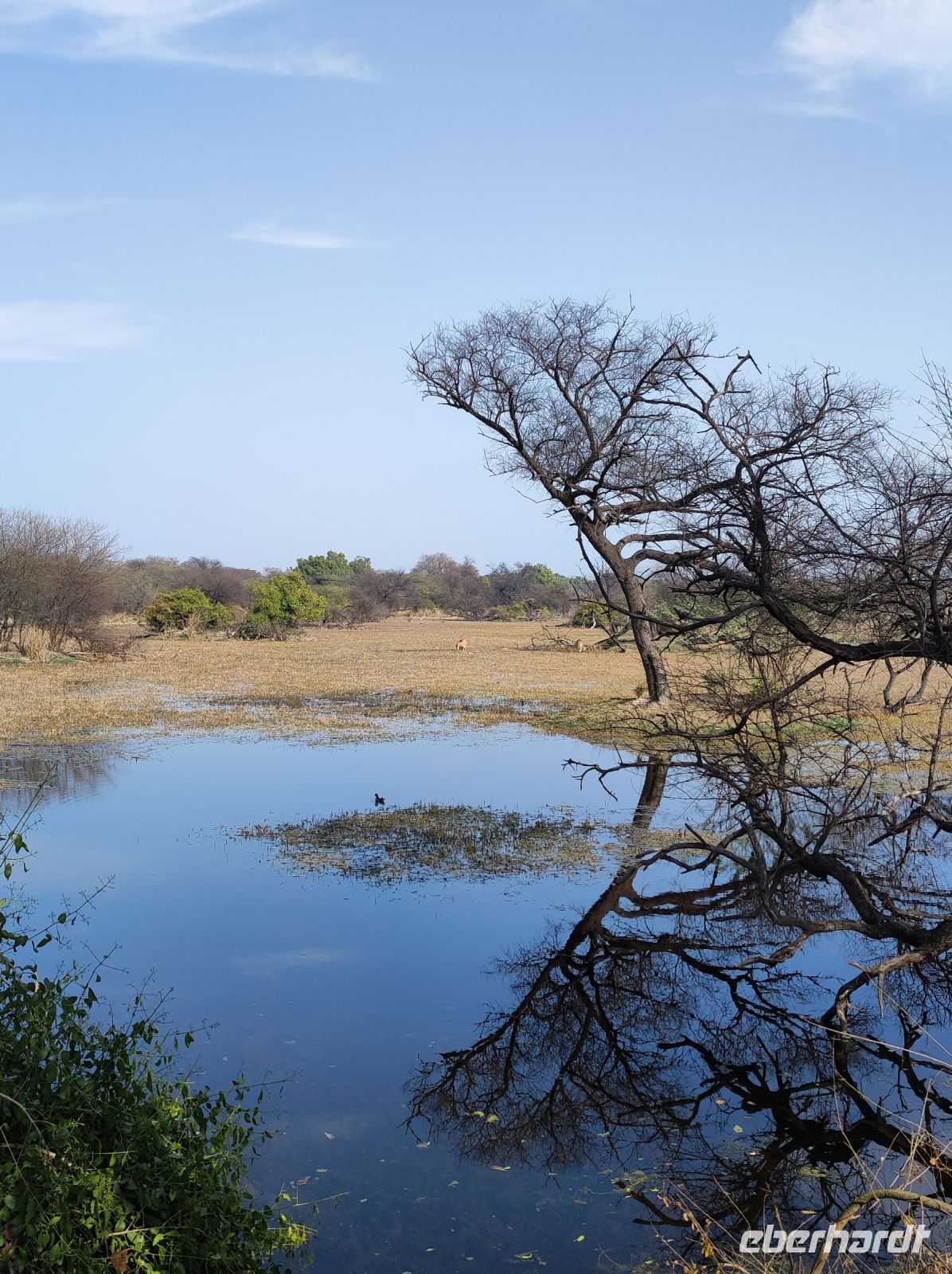 Keoladeo-Nationalpark in Indien