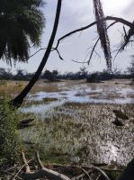 Keoladeo-Nationalpark in Indien