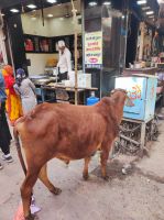 Kuh auf dem Bazar in Pushkar, Rajesthan - Indien