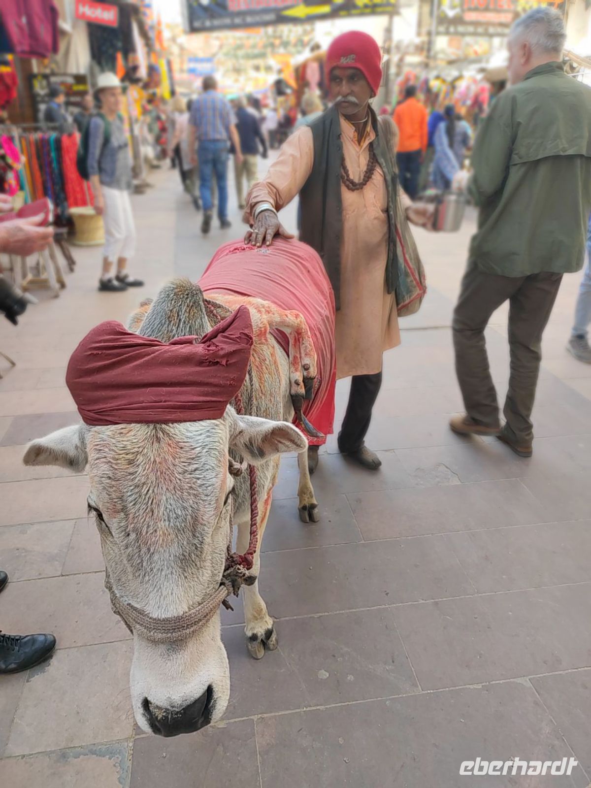 Kuh mit zwei extra Hufen auf der rechten Seit in Pushkar, Rajesthan - Indien
