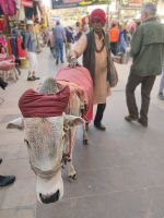 Kuh mit zwei extra Hufen auf der rechten Seit in Pushkar, Rajesthan - Indien