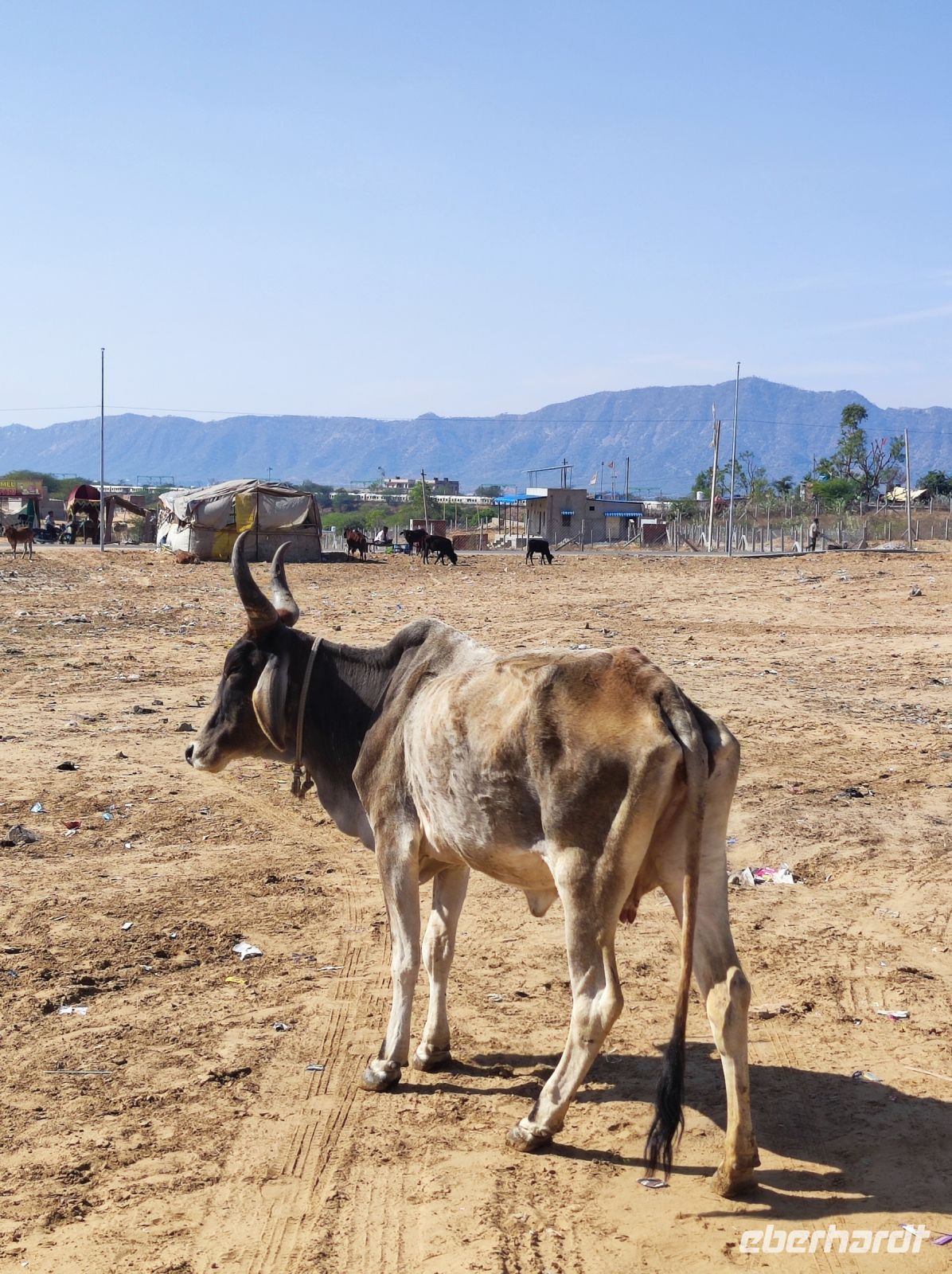 Eine heilige Kuh in Rajesthan - Indien