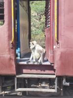 Blinde Passagiere auf unserer Zugfahrt durch das Umland von Jojowar, Rajesthan - Indien