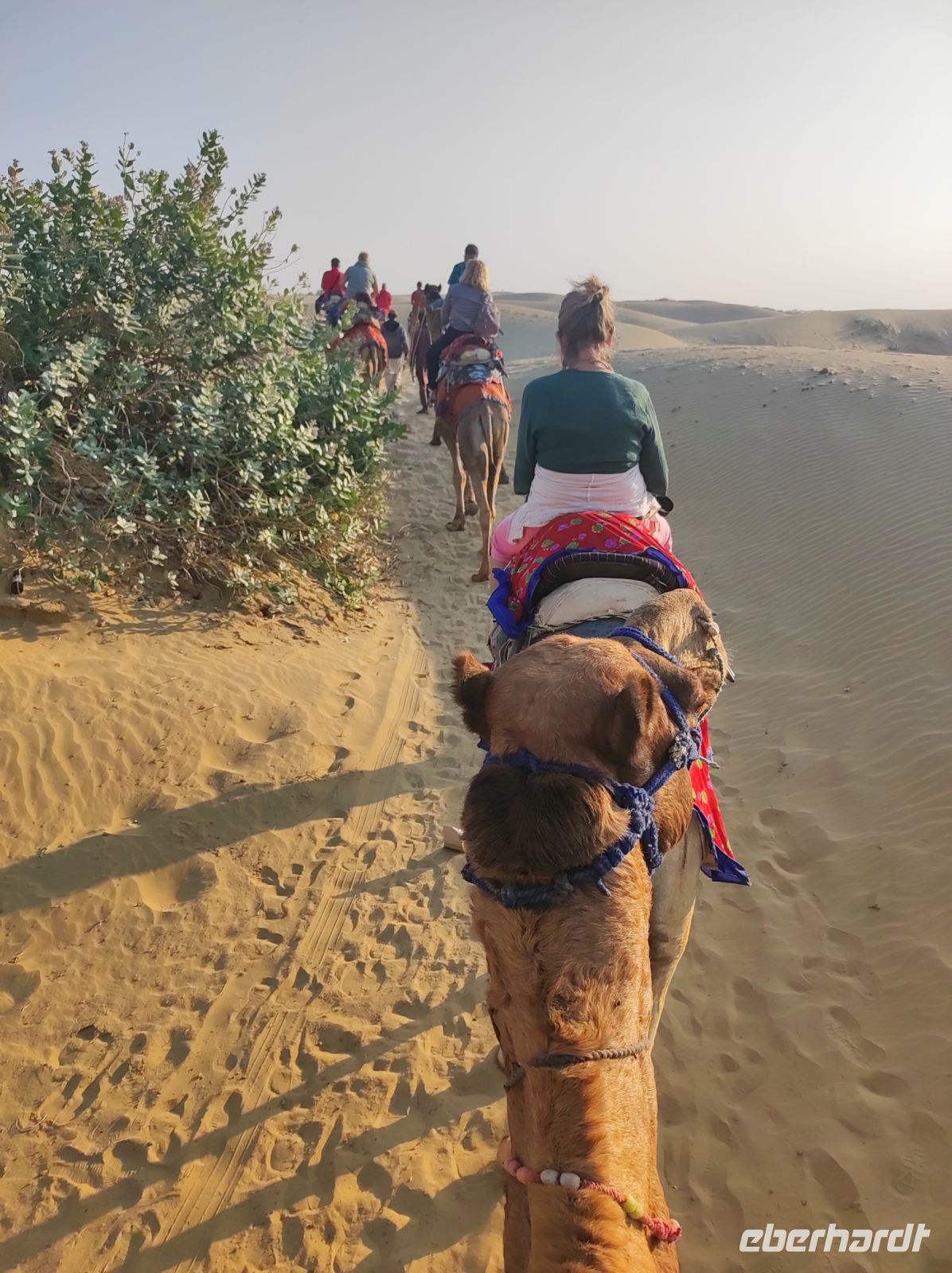 Auf Kamelsafari in der Thar-Wüste, Rajesthan - Indien