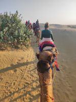 Auf Kamelsafari in der Thar-Wüste, Rajesthan - Indien